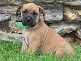 African Boerboel Puppies for sale in Lancaster, PA