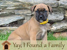 African Boerboel Puppies for sale in Lancaster, PA