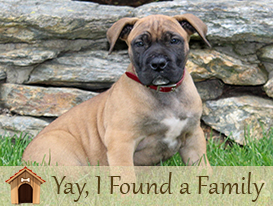 African Boerboel Puppies for sale in Lancaster, PA