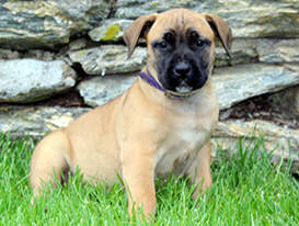 African Boerboel Puppies for sale in Lancaster, PA