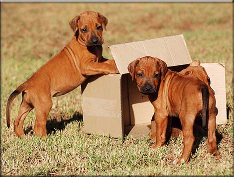 African Boerboel Puppies Lancaster, PA