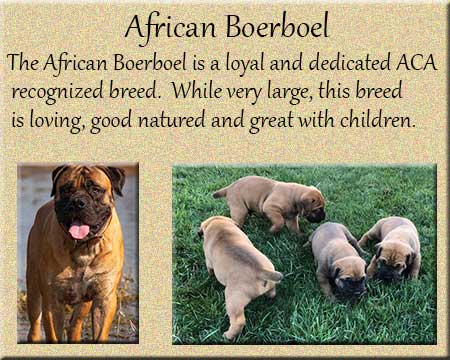 African Boerboel Puppies Lancaster, PA