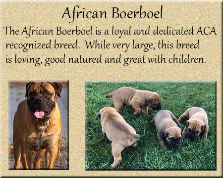 Thunder boerboels hot sale