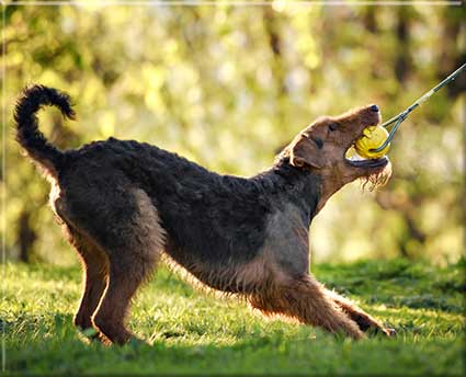 Airedale terrior Puppies Lancaster, PA