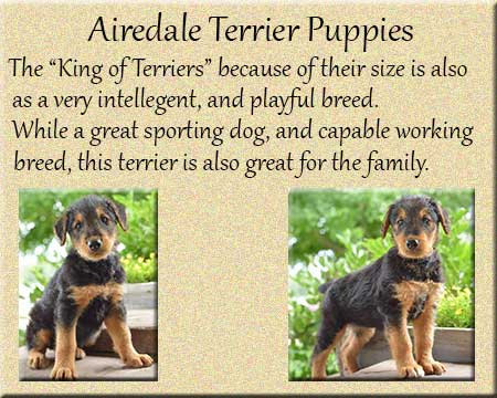 Airedale Terrier Puppies for sale in Lancaster, PA