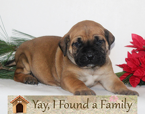 African Boerboel Puppies Lancaster, PA