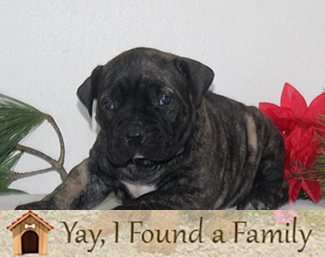 African Boerboel Puppies for sale in Lancaster, PA