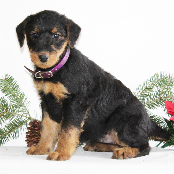 Airedale Puppies for sale in lancaster pa