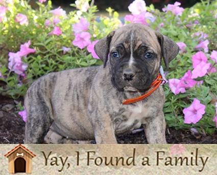 African Boerboel Puppies Lancaster, PA