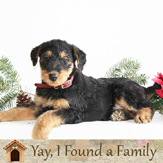 airedale terrior Puppies Lancaster, PA