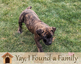 African Boerboel Puppies Lancaster, PA