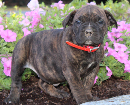 African Boerboel Puppies Lancaster, PA