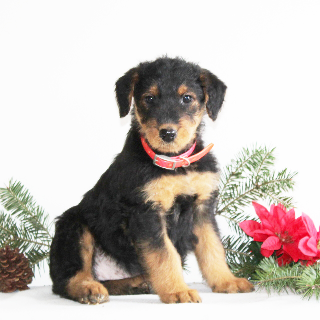 Airedale Puppies for sale in lancaster pa