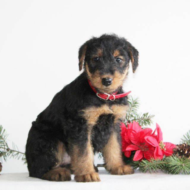 Airedale Puppies for sale in lancaster pa