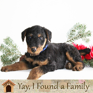 Airedale Puppies for sale in lancaster pa